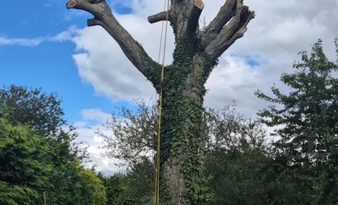 Elagage d'arbre, Amiens, Deriviere multiservice