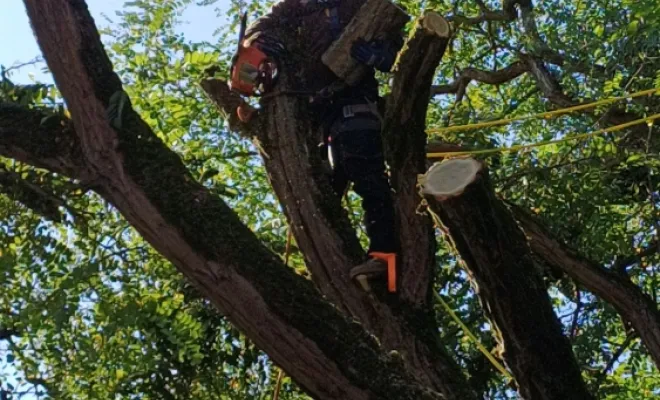 Elagage d'arbre, Amiens, Deriviere multiservice