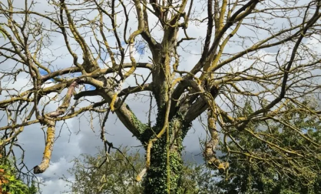 Elagage d'arbre, Amiens, Deriviere multiservice